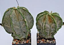 Kakteen – Kaktus –