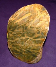 Versteinertes Holz Myrte