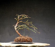 Bonsai outdoor winterhart