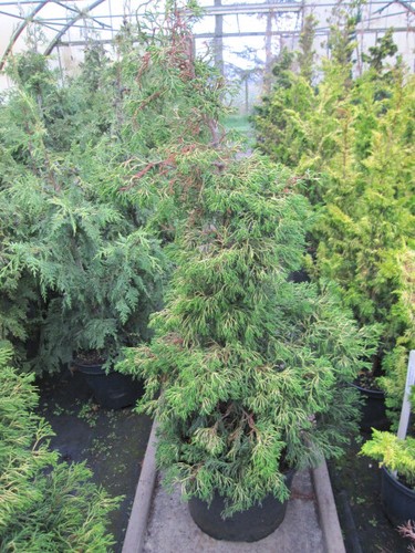 Chamaecyparis obtusa tsatsumi - chamaecyparis,