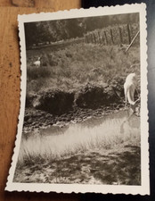 Deer with antlers drinking /