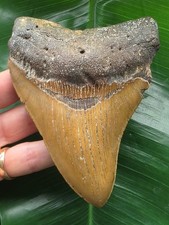 12,1 cm schön gefärbter Zahn