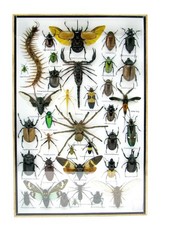 Einzelstück - echte