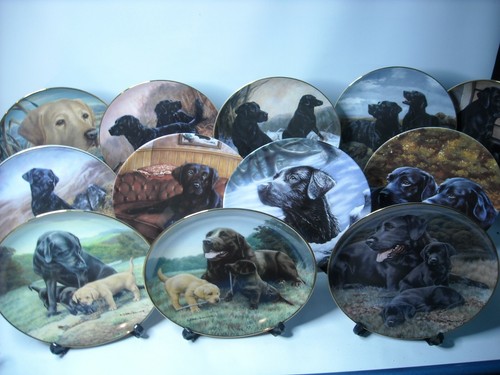 Auswahl golden black labrador - black,