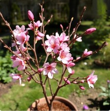 2 winterharte rosa-rote