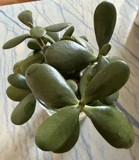 Geldbaum Ableger Ca 10 Cm