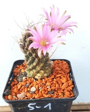 Lobivia wrightiana auf eigenen