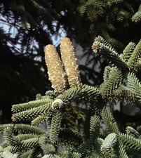 Blaue Spanische Tanne