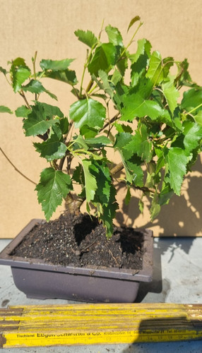 Bonsai birkenbaum - bonsai,,