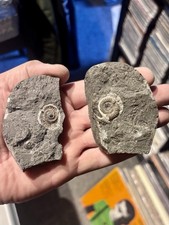 Gracile Split Pair Ammonite Jurassic Fossil