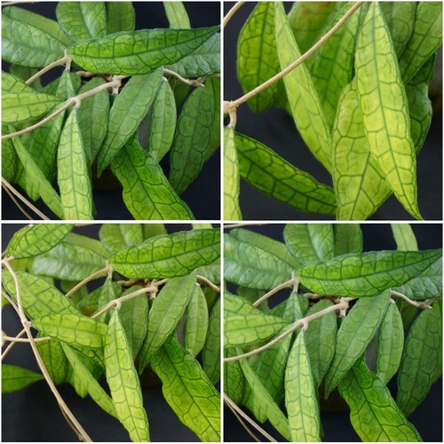 Hoya finlaysonii ah030 - hoya,