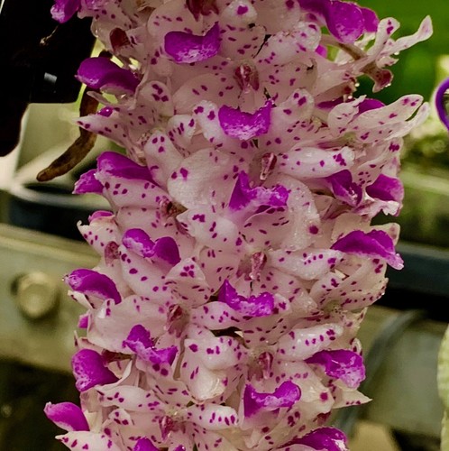 Rhynchostylis retusa species - rhynchostylis,
