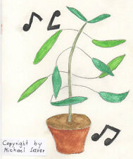 SAMEN eine tanzende Pflanze - wunderbar schön und spassig !