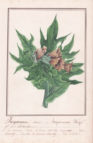 Hyoscyamus niger schwarzes - hyoscyamus,