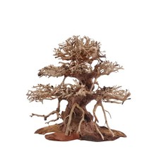 Premium Bonsai Baum M Wurzel