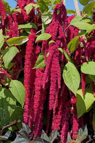 Samen exotische blüten - exotische,