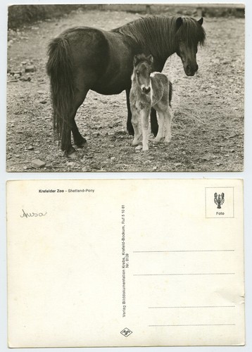 118987 shetland pony - -, stute