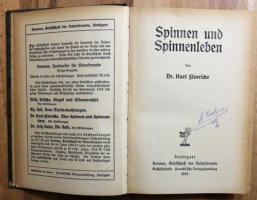 Spinnen und spinnenleben - spinnen,