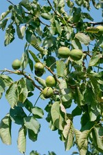 Juglans regia 'Lake', Walnussbaum, 150–200 cm
