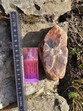 Kieselholz Versteinertes HOLZ