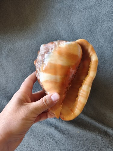 Prachtvolle rote helmschnecke - prachtvolle,
