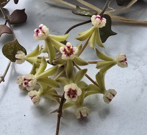 Hoya curtisii - 🌸,