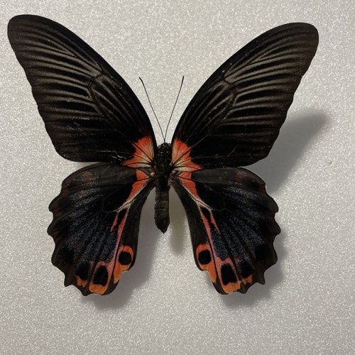 Entomologie*Papilio