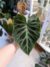 Philodendron verrucosum - philodendron,