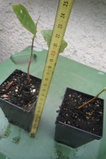 Asimina triloba Indianerbanane 2 Pflanzen  Paw Paw Papau exotisch Obst Frosthart