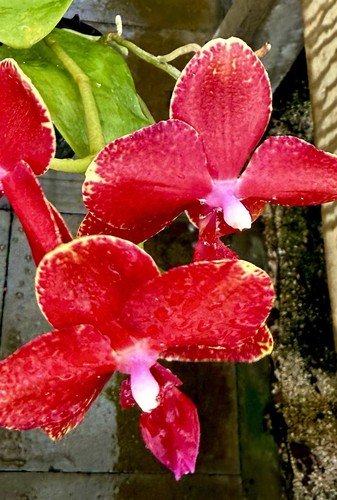 Phalaenopsis cherry kiss - cherry,