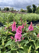 Zwerg-Sommerflieder Buddleja Butterfly Candy® 'Little Pink'
