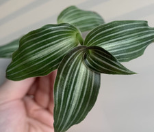 Callisia elegans, Commelinagewächse,  Steklinge/Ableger