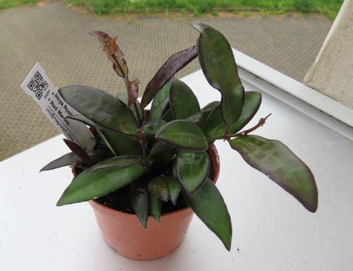Hoya wachsblume red - hoya, 1