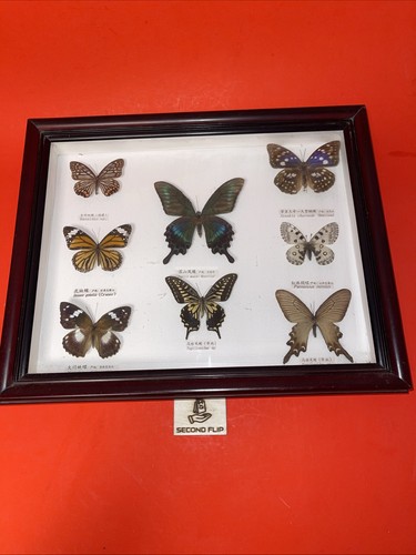 Große schmetterling sammlung - große,