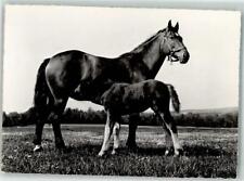 39684050 - Freiberger Pferde Mit Fohlen Franches-Montagnes