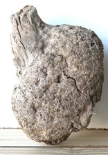 Treibholz Schwemmholz