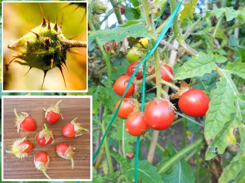 Köstlichste tomate der - der, welt