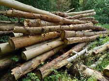 Kaminholz. Kiefer und Fichte im Stamm.