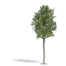 Busch 3797 Baum Linde 1 St.