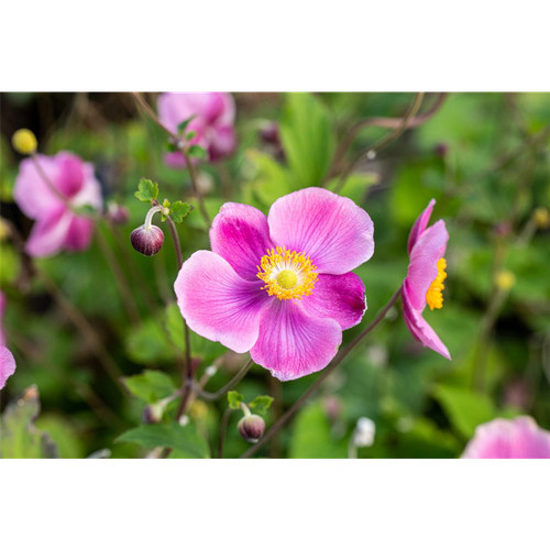 Anemone hupehensis praecox - anemone, 'praecox'