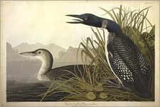 Great Northern Diver or Loon