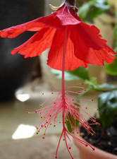   Besonderheit! - Hibiskus/ Hibiscus rosa sinensis Grandidieri