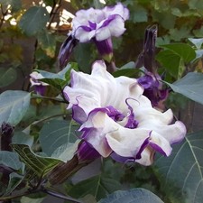 Datura Stechapfel