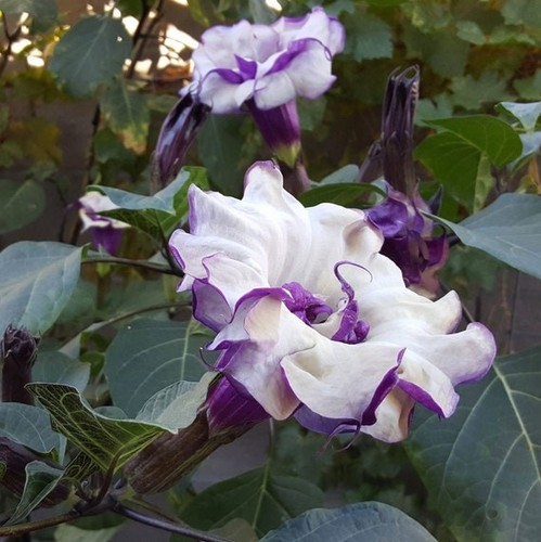 Datura stechapfel - datura,
