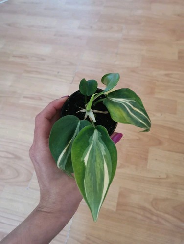 Philodendron rio pflanze - rio,