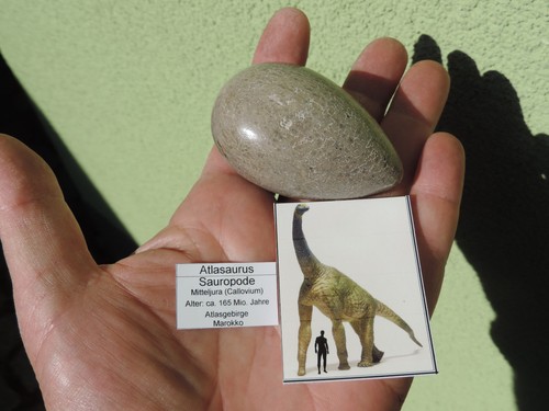 Knochen vom sauropode - vom,