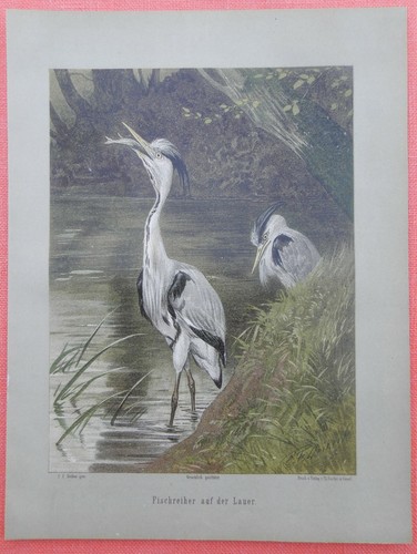 Graureiher ardea cinerea - ,