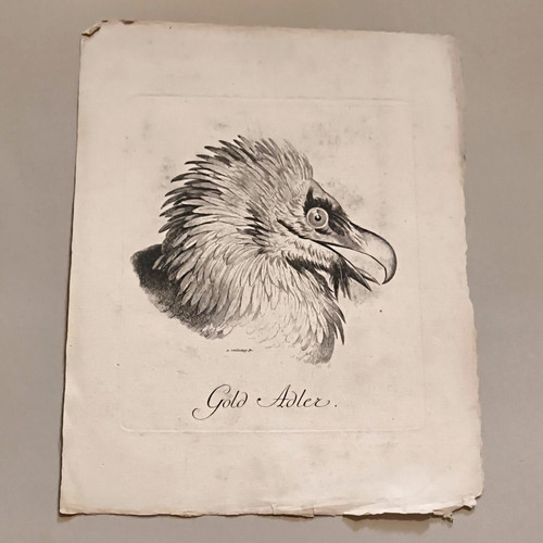 Schellenberg gold adler - r.,