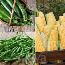 Mischkultur, Maya-Milpa-System '3 SCHWESTERN', BIO-Saatgut,  5g