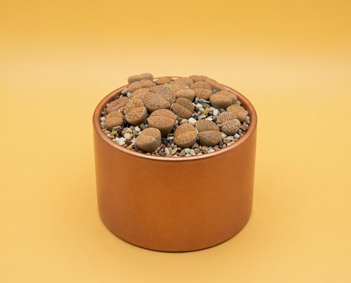 Lithops lebende steine - lithops, sp.